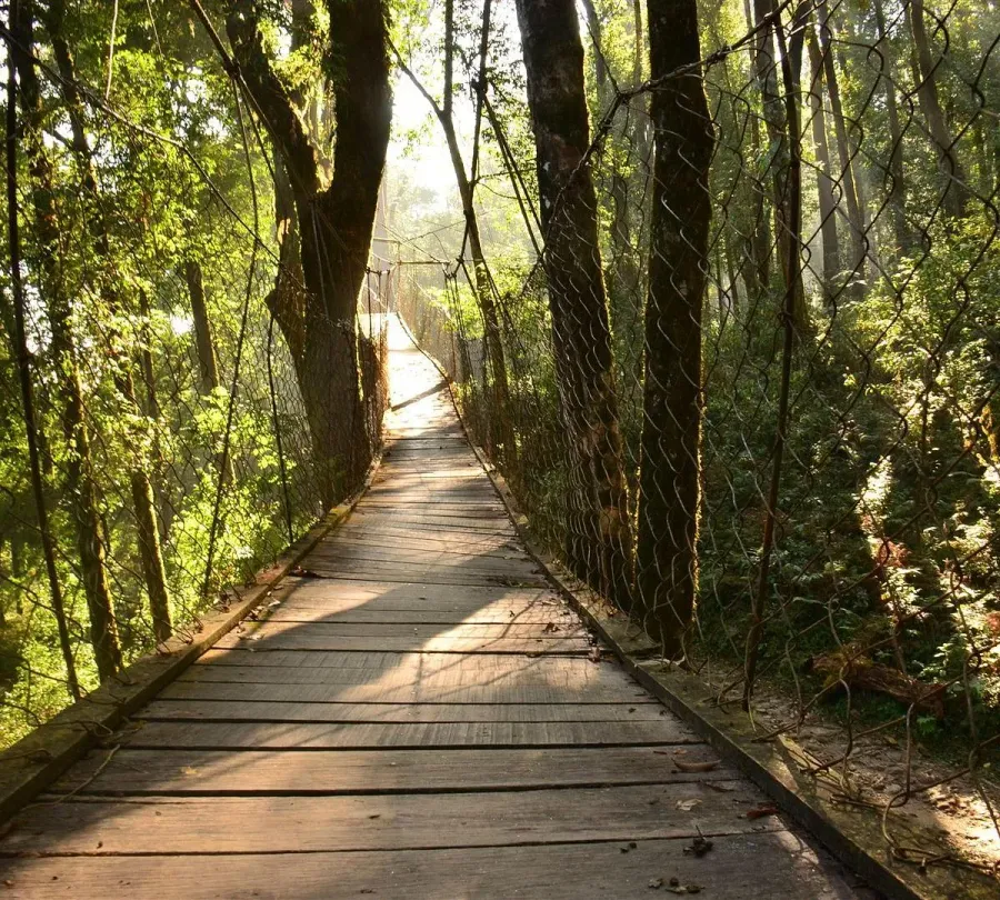 Canopy Walk at Avelia The Valley.