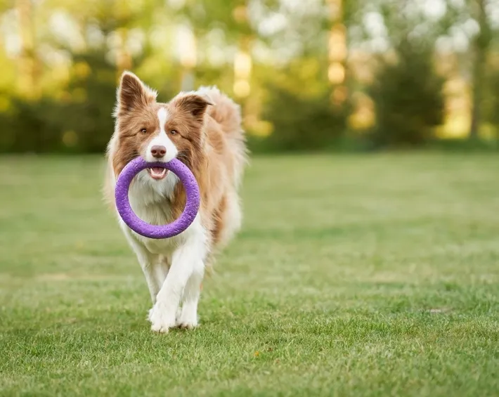 The Pet Park at Quattro Del Mar.