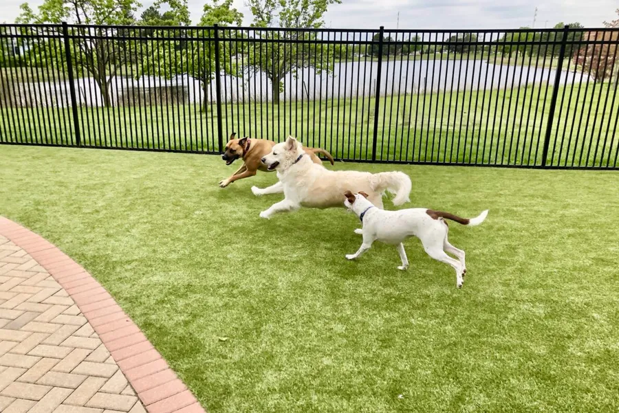 Pet Park at Al Thuraya Island.